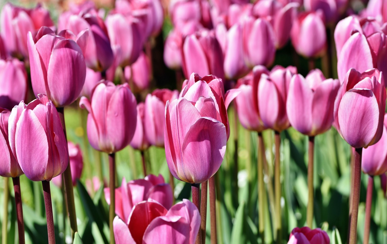 tulip  tulip field  blossomed free photo