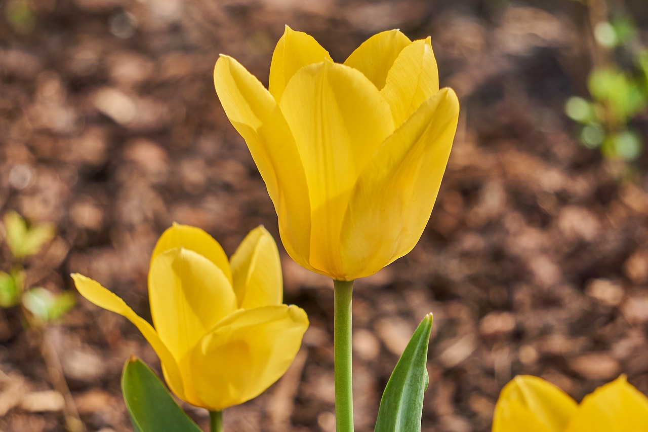 tulip  blossom  bloom free photo