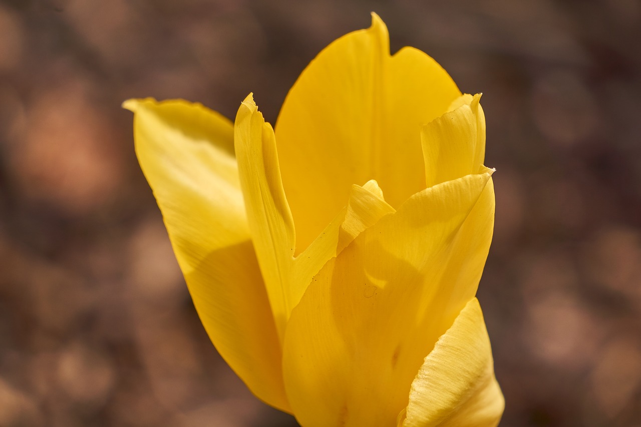 tulip  blossom  bloom free photo