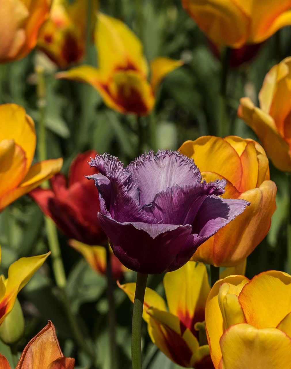 tulip  purple  flower free photo