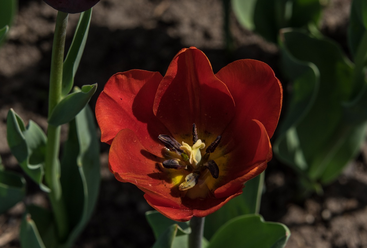 tulip  blossom  bloom free photo