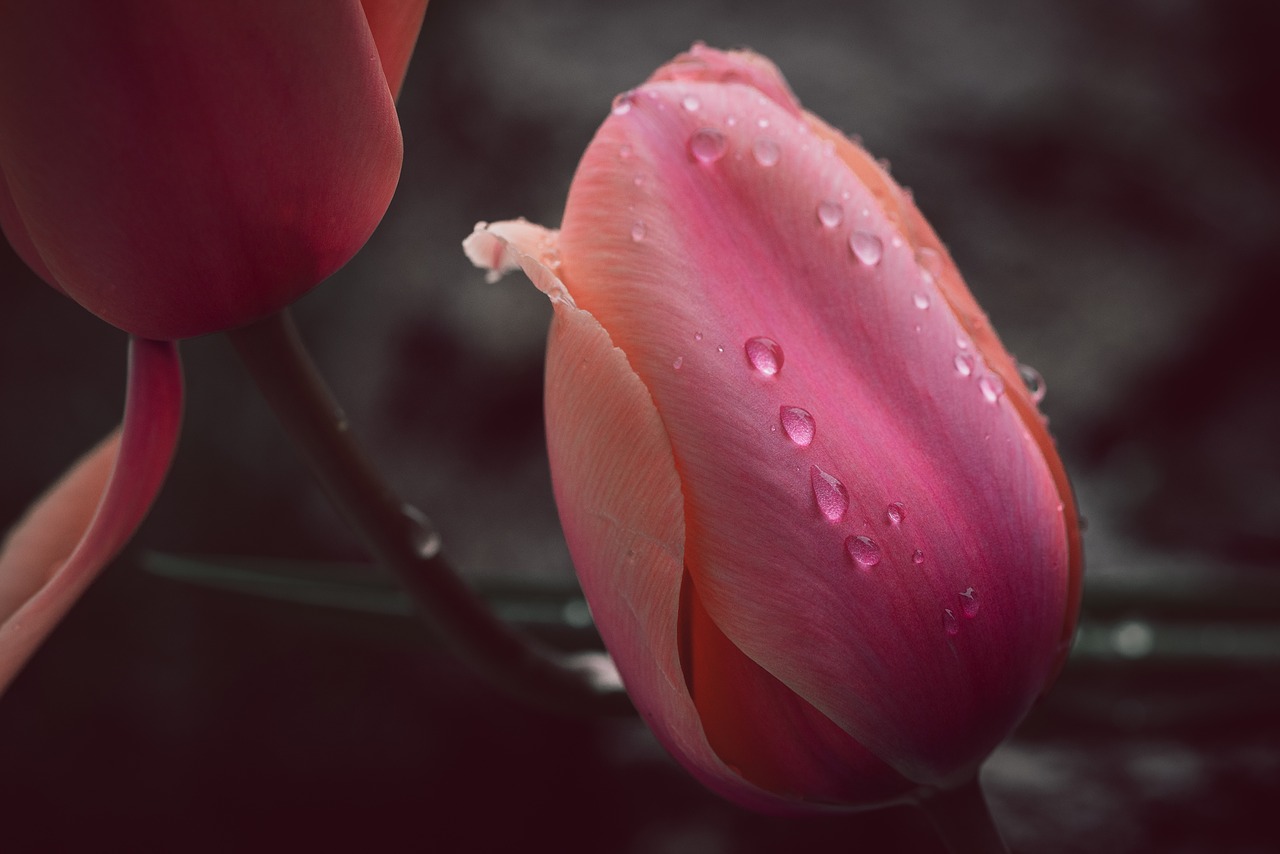 tulip  blossom  bloom free photo