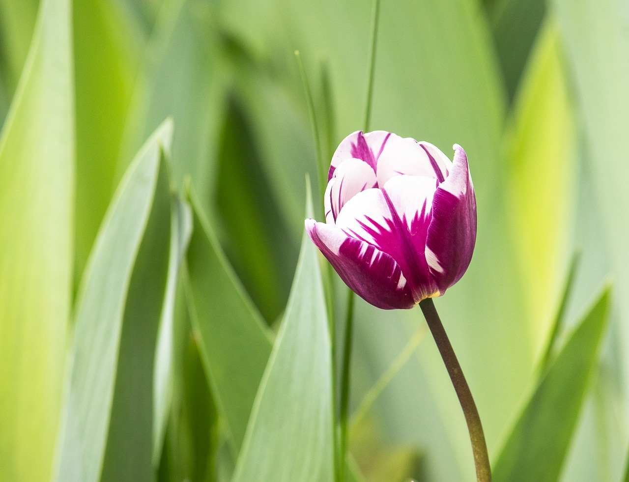 tulip  flower  plant free photo