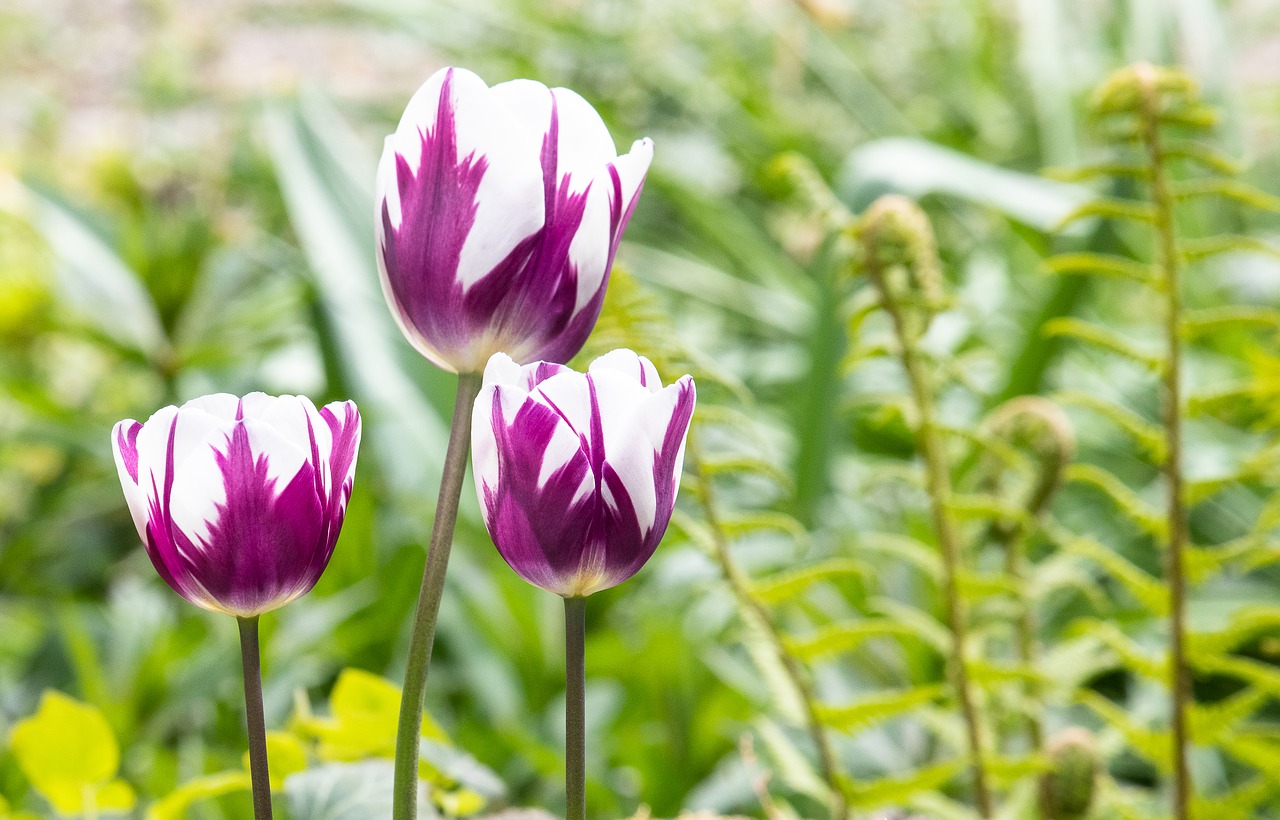 tulip  flower  plant free photo