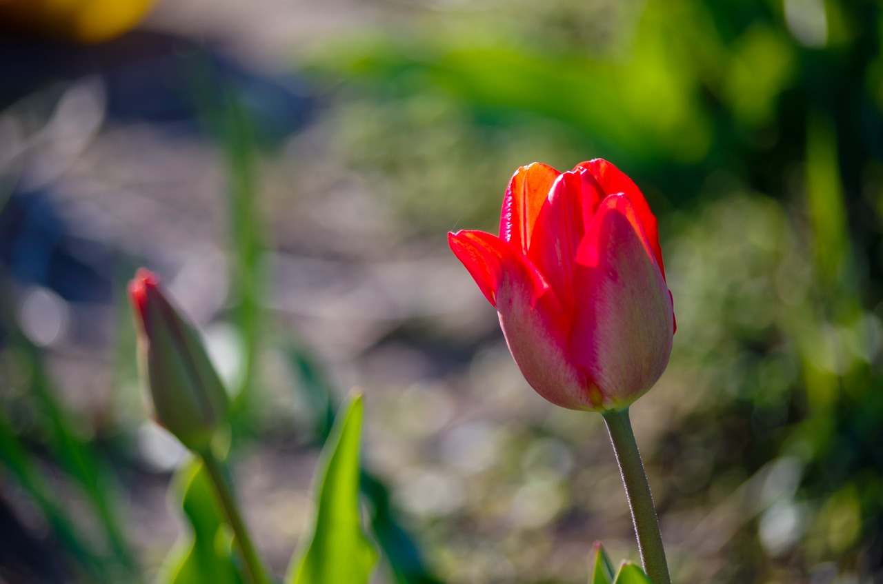 tulip  spring  flower free photo