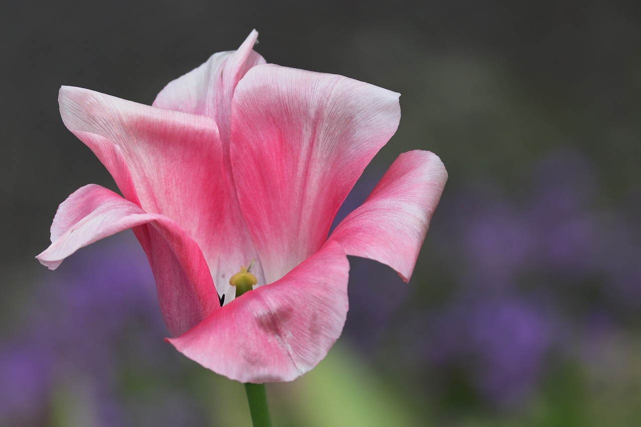 tulip  open  insight free photo