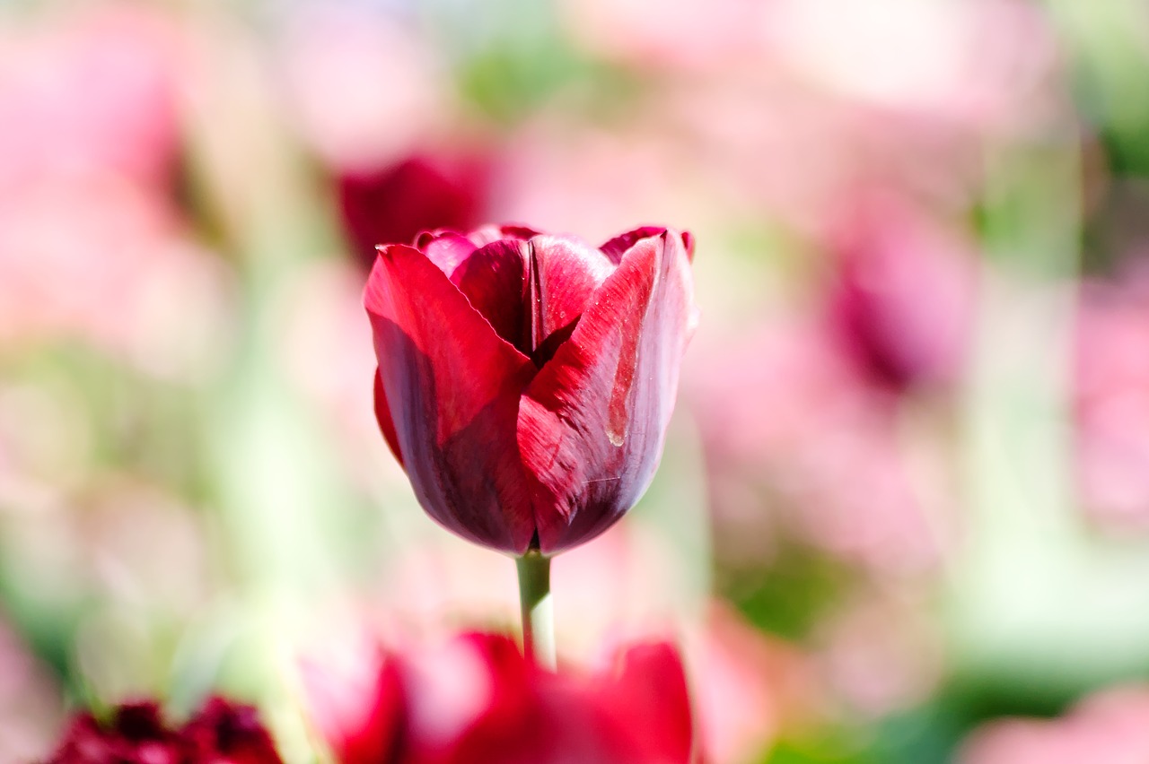 tulip  flower  spring free photo