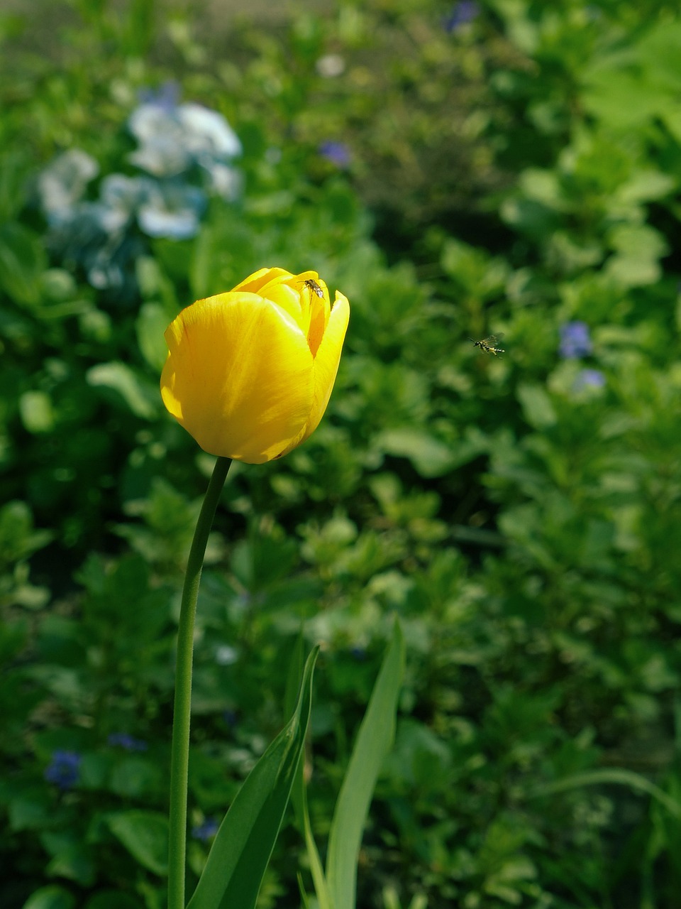 tulip  flower  spring free photo