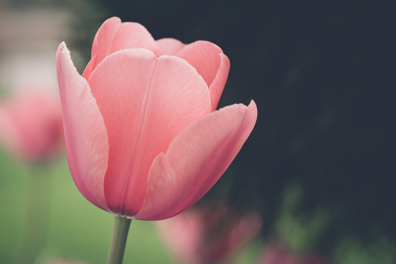 tulip  flower  blossom free photo