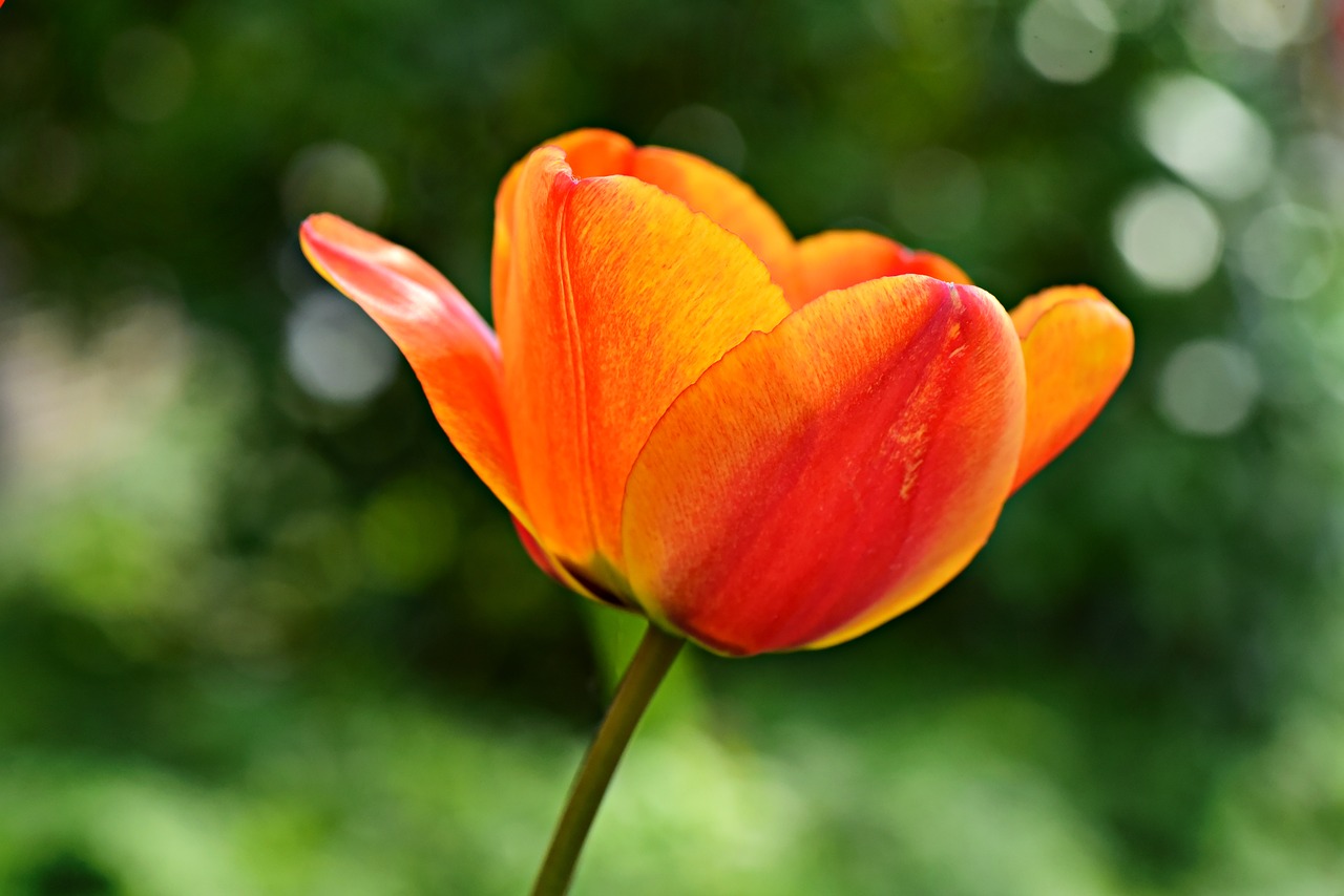 tulip  flower  plant free photo