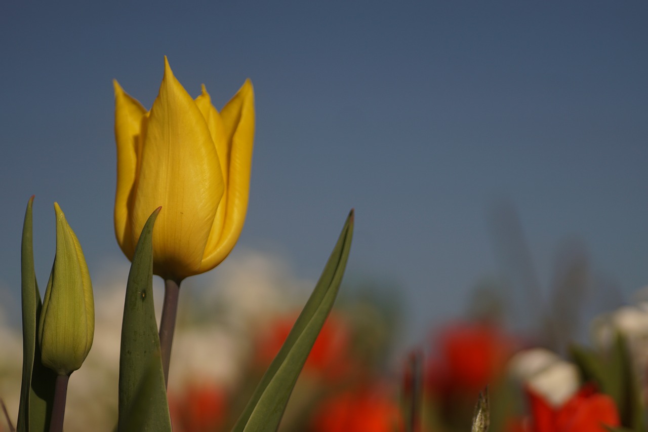 tulip  flowers  spring free photo