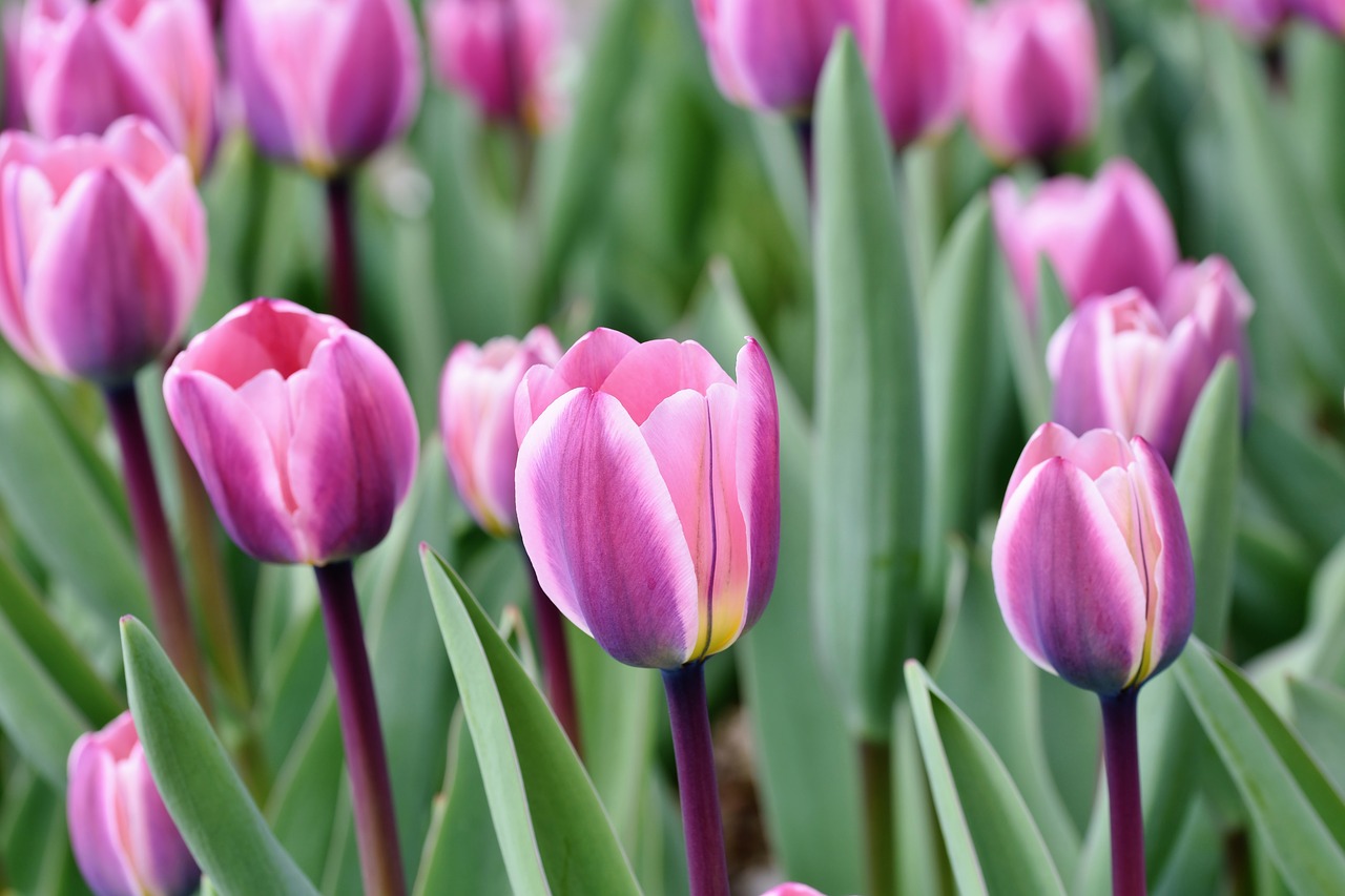 tulip  tulip field  blossom free photo