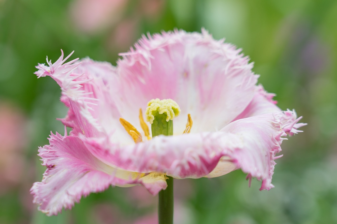 tulip  spring  blossom free photo