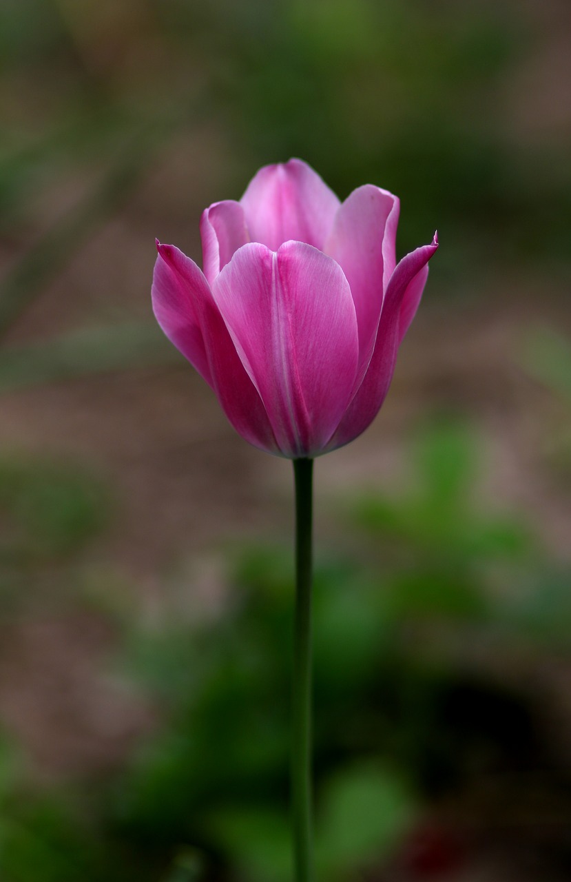 tulip  pink  flower free photo