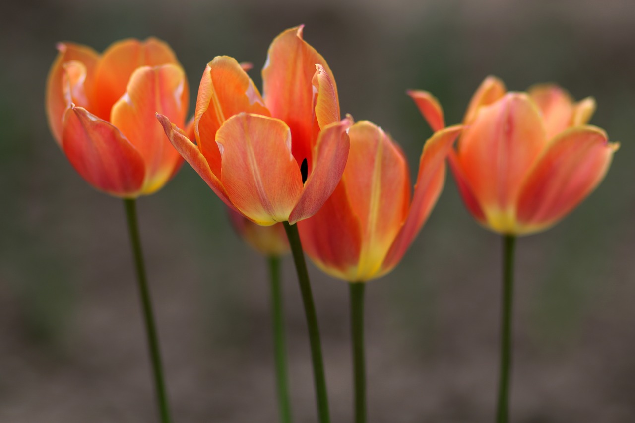 tulip  flower  coloring free photo