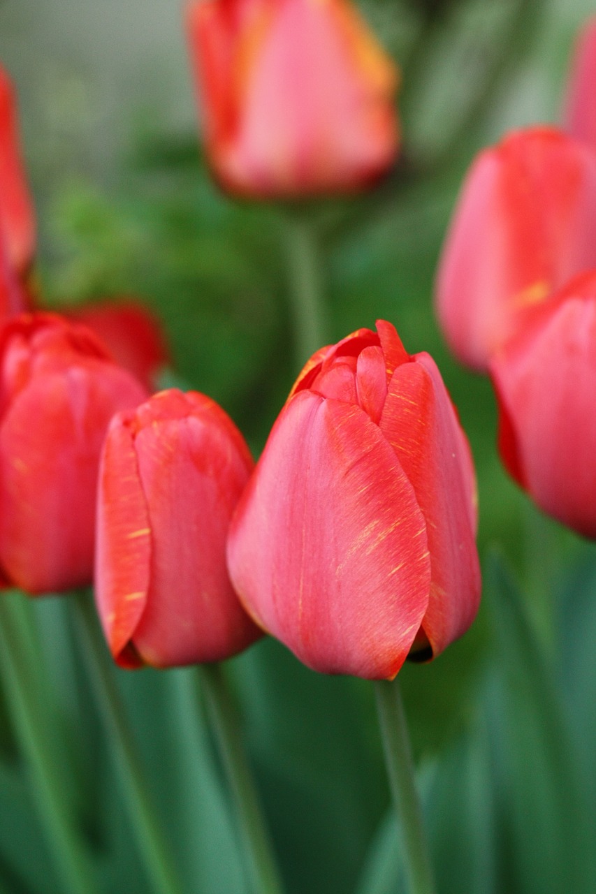 tulip  flower  spring free photo