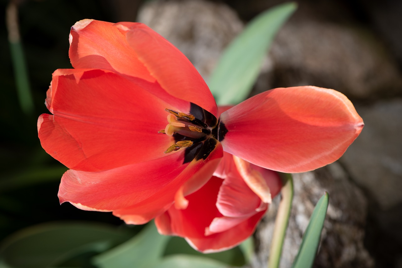 tulip  red  flower free photo