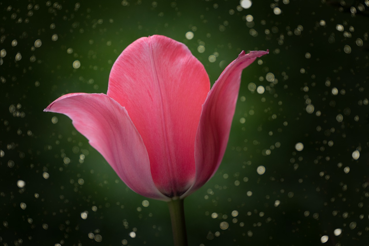 tulip  flower  blossom free photo