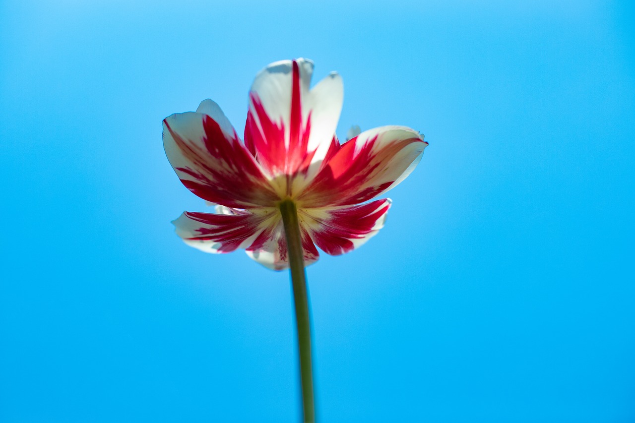 tulip  blue  spring free photo