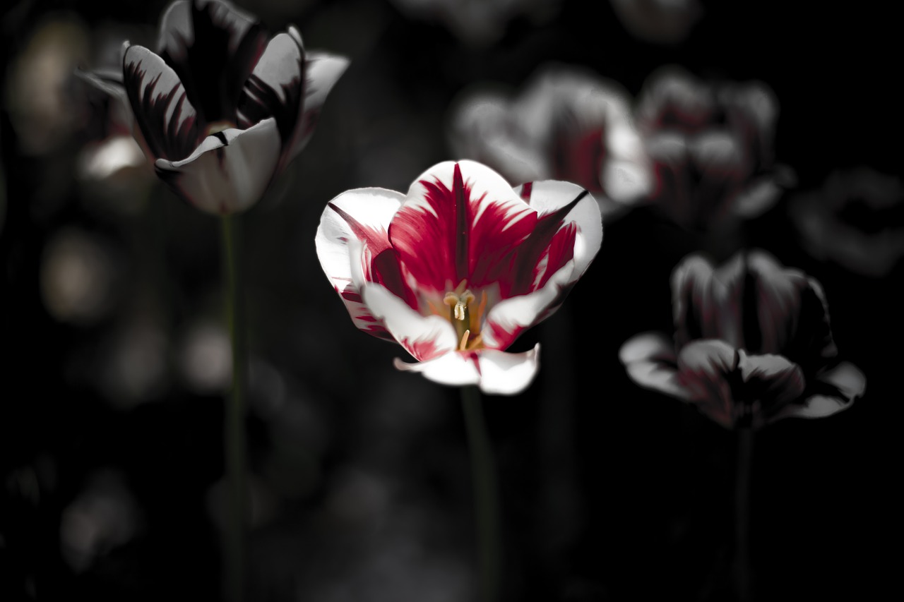 tulip  black  dark free photo