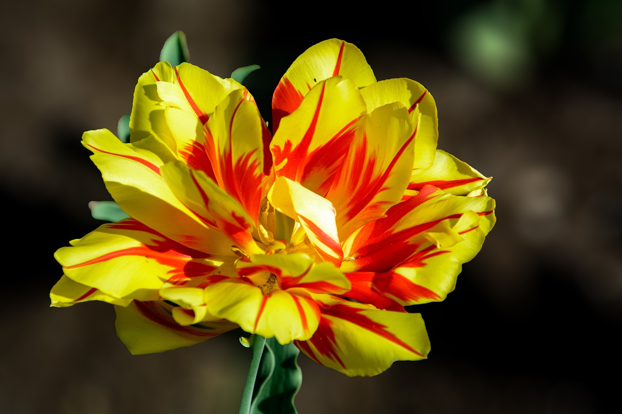 tulip  flower  nature free photo