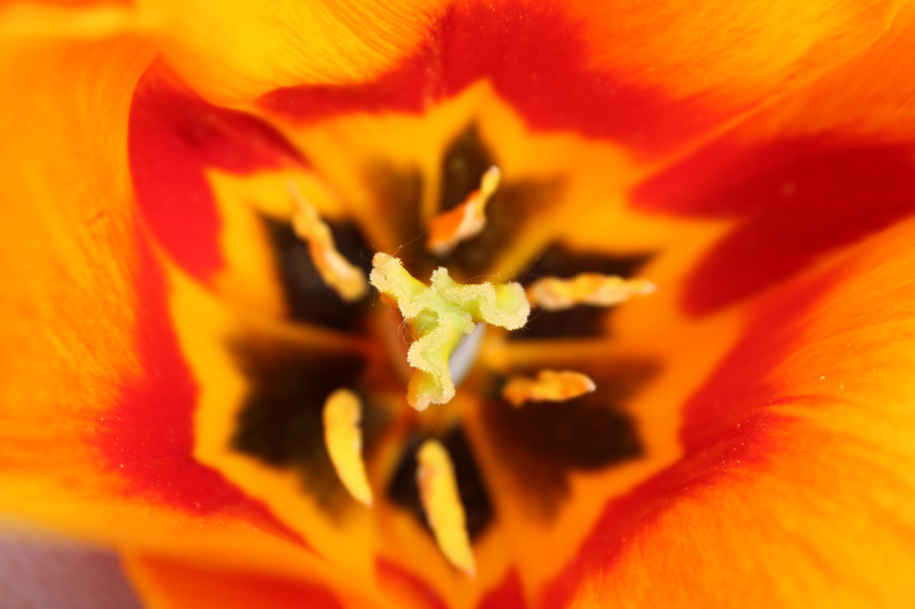 tulip  flower  spring free photo