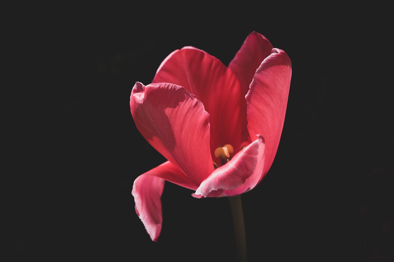 tulip  red  flower free photo