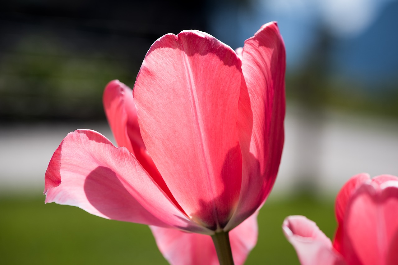 tulip  flower  blossom free photo