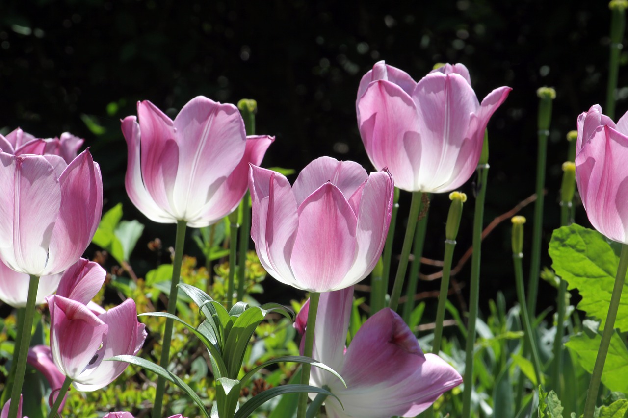 tulip  pink free pictures free photo