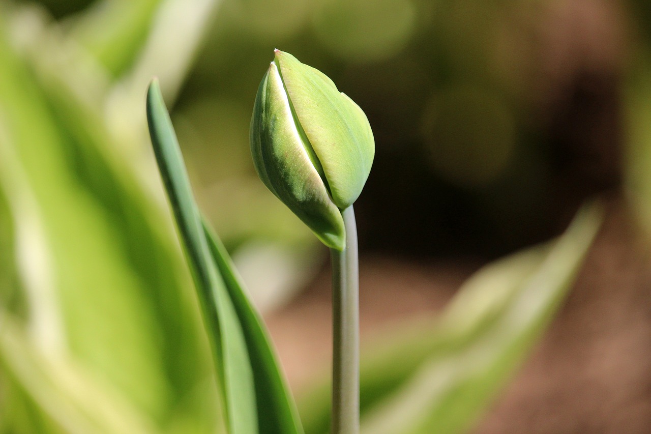tulip  closed  spring free photo