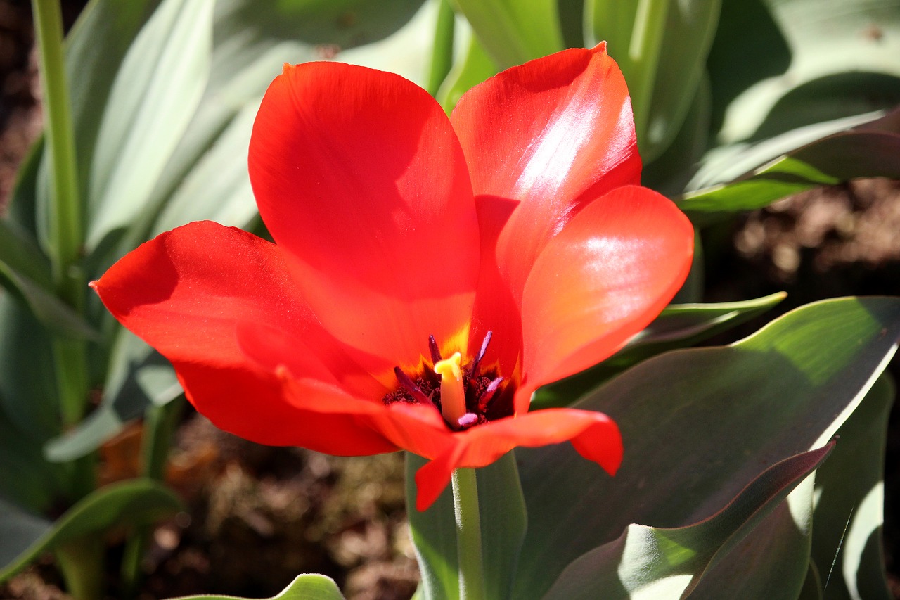 tulip  red  blossom free photo