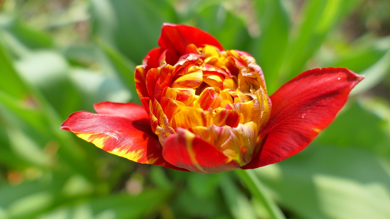 tulip  flower  spring free photo