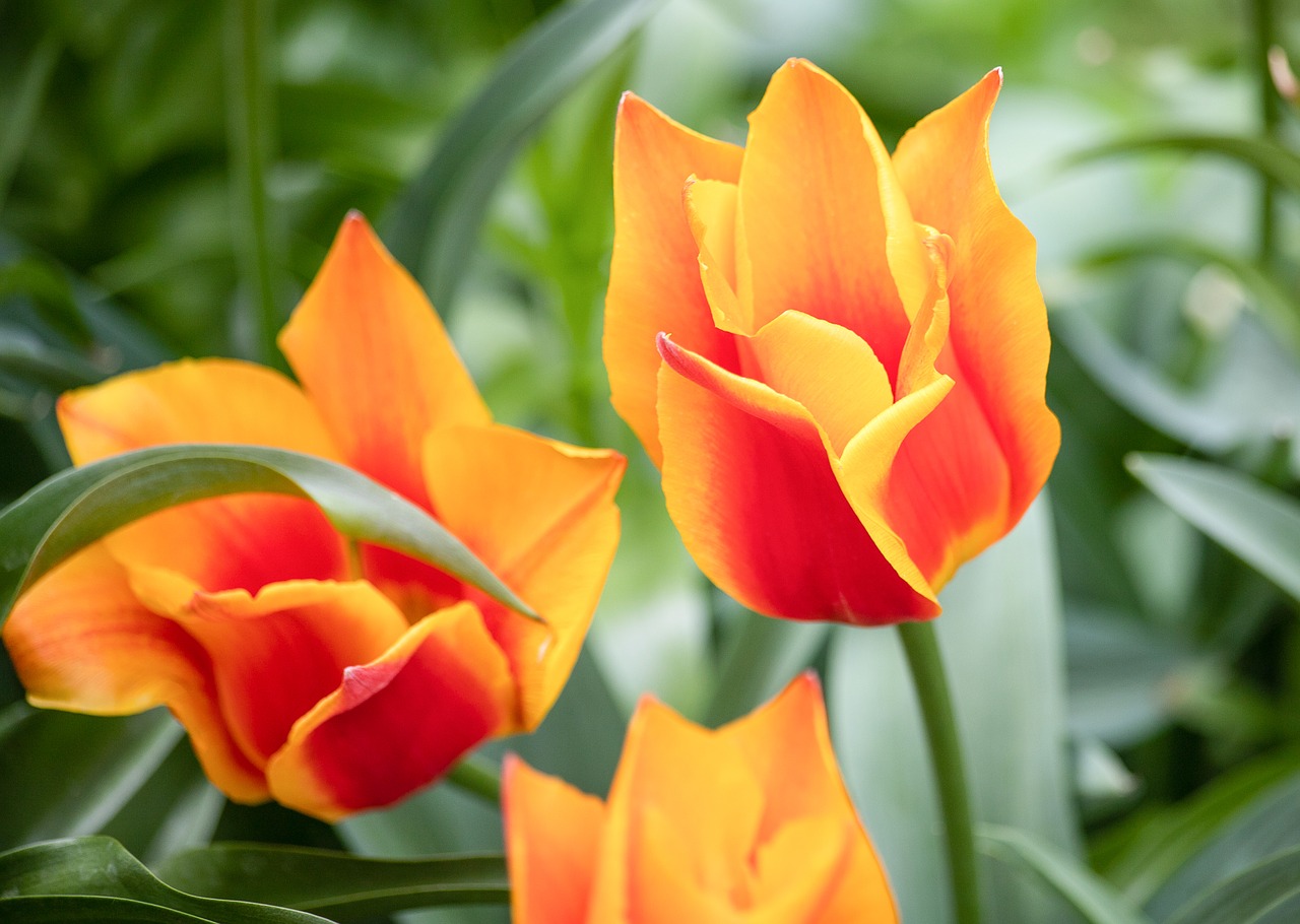 tulip  flower  plant free photo