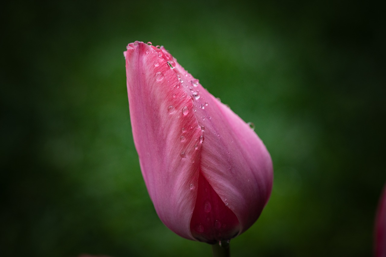 tulip  pink  flower free photo