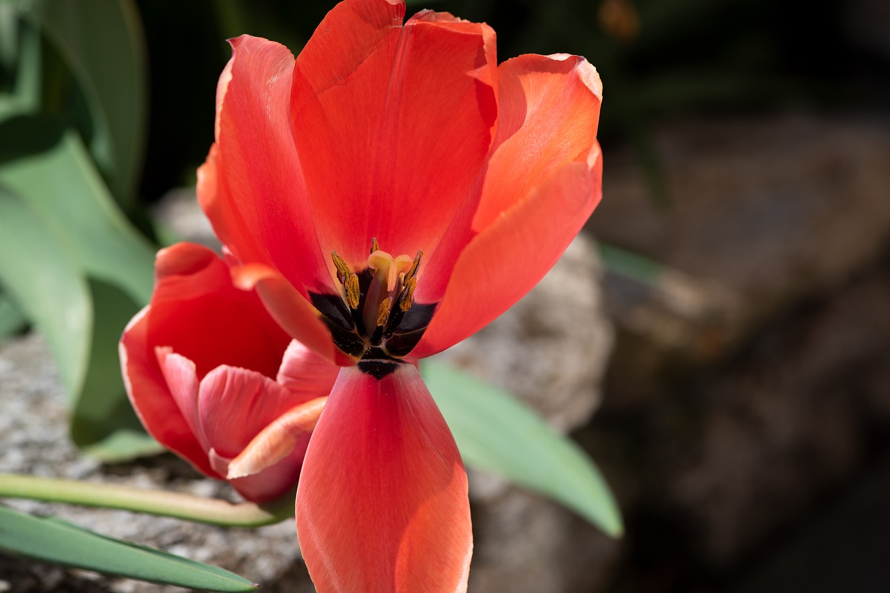 tulip  blossom  bloom free photo