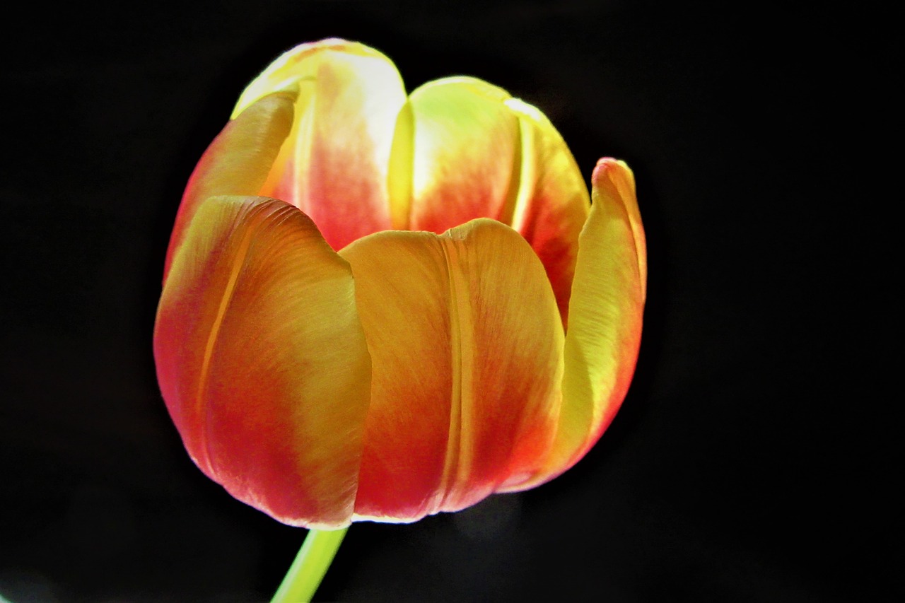 tulip  flower  flamed free photo