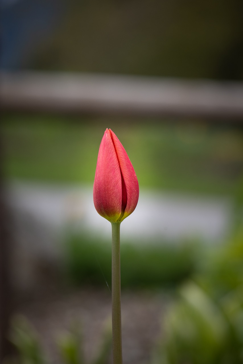 tulip  flower  blossom free photo
