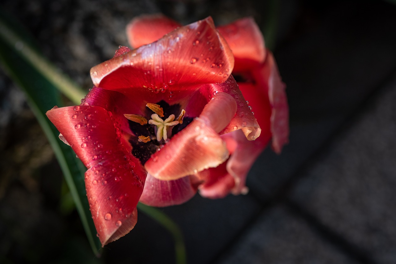 tulip  blossom  bloom free photo