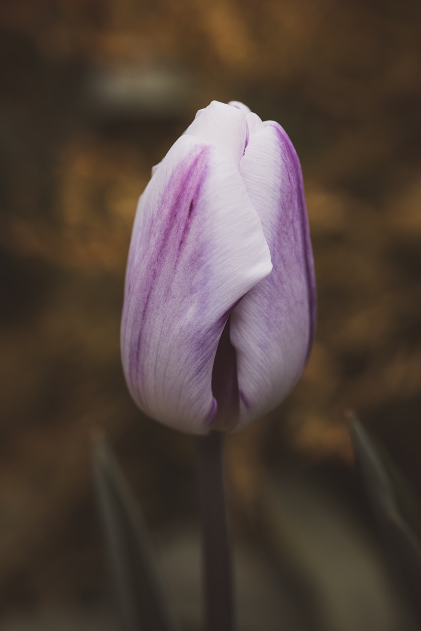 tulip  flower  blossom free photo