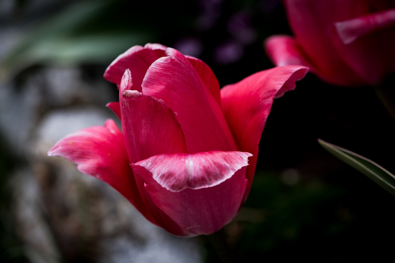 tulip  flower  blossom free photo