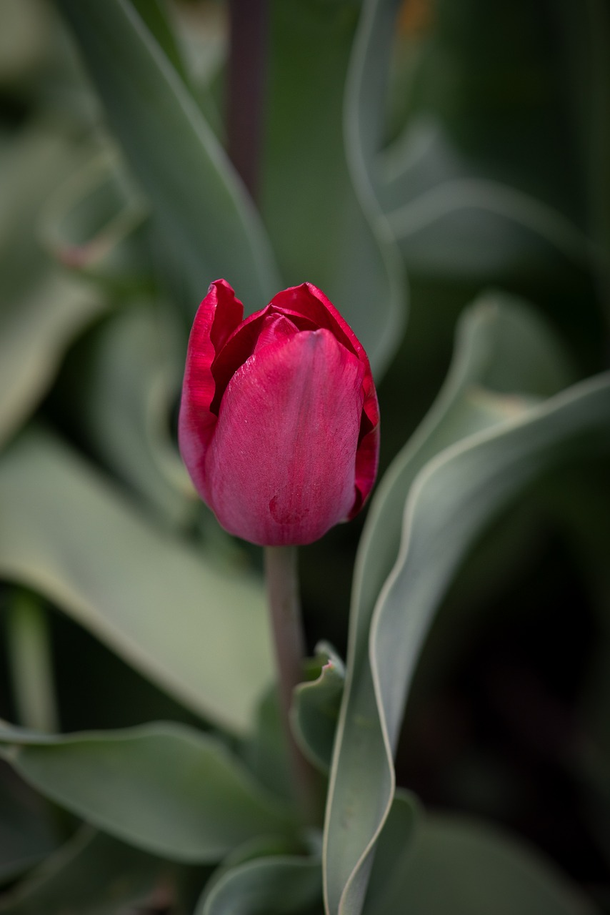 tulip  flower  red free photo