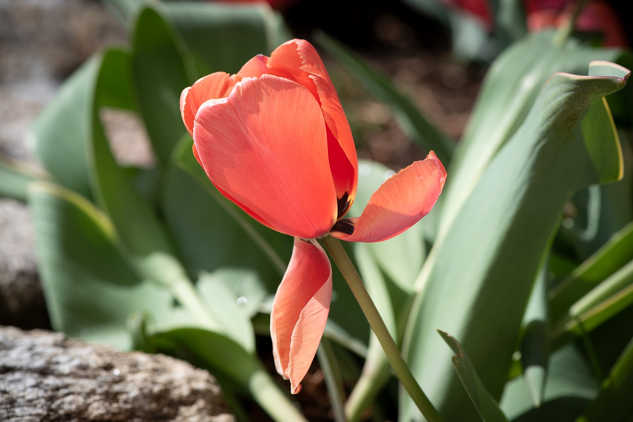 tulip  flower  blossom free photo