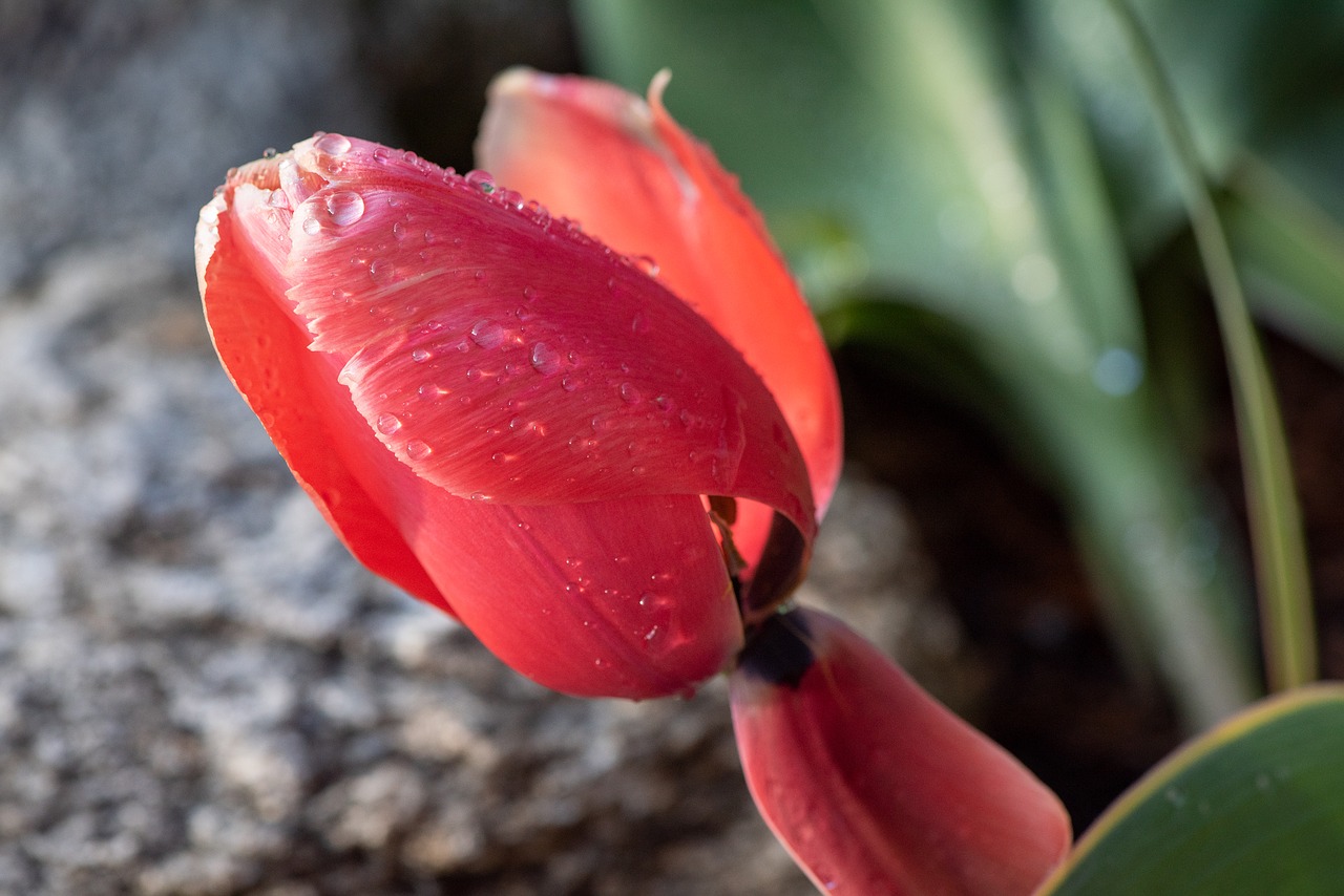 tulip  blossom  bloom free photo