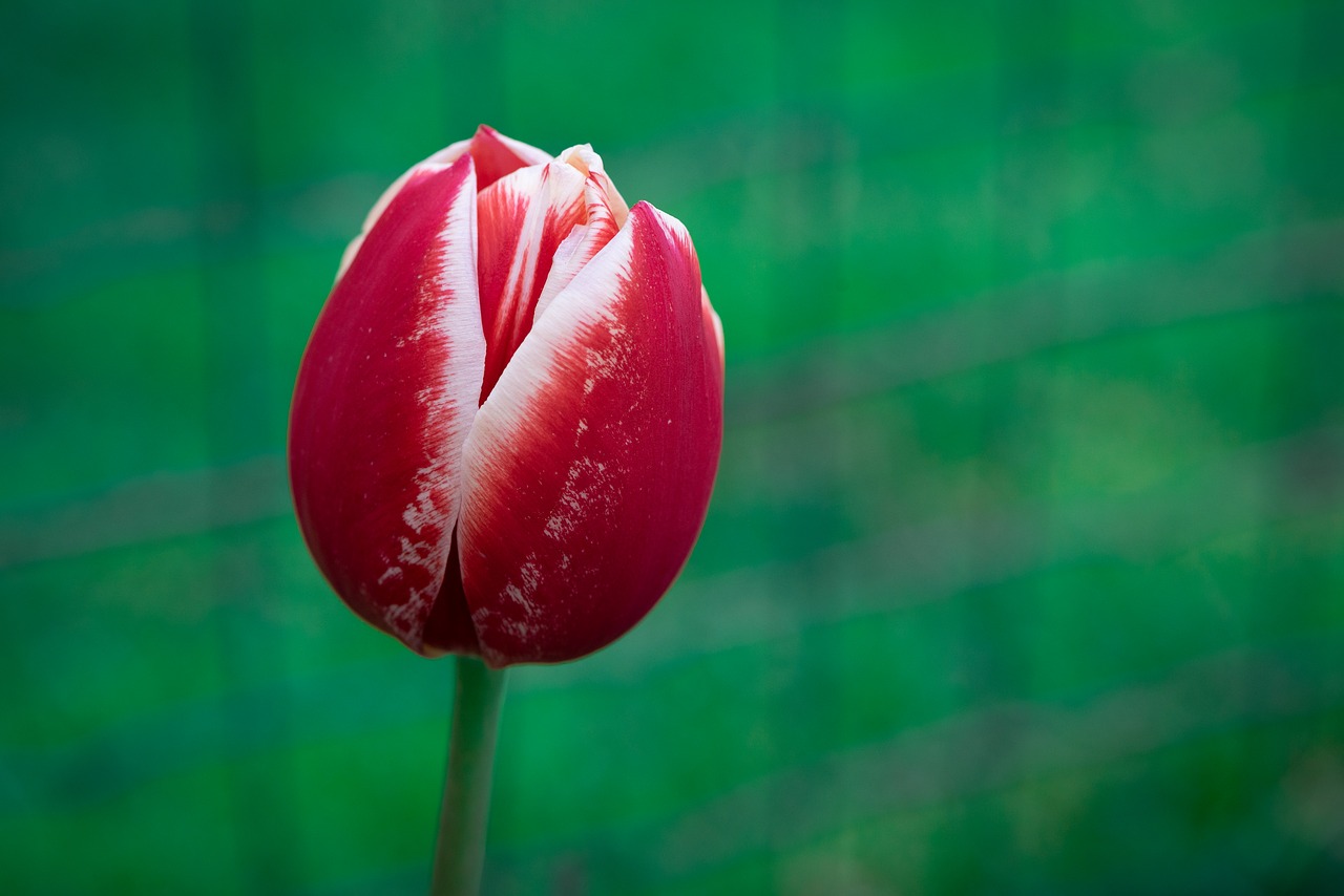 tulip  flower  blossom free photo