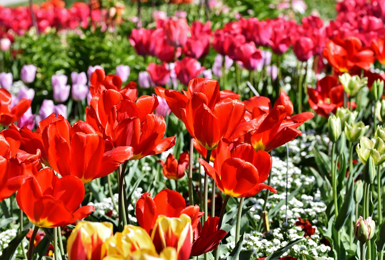 tulip  tulip field  blossom free photo