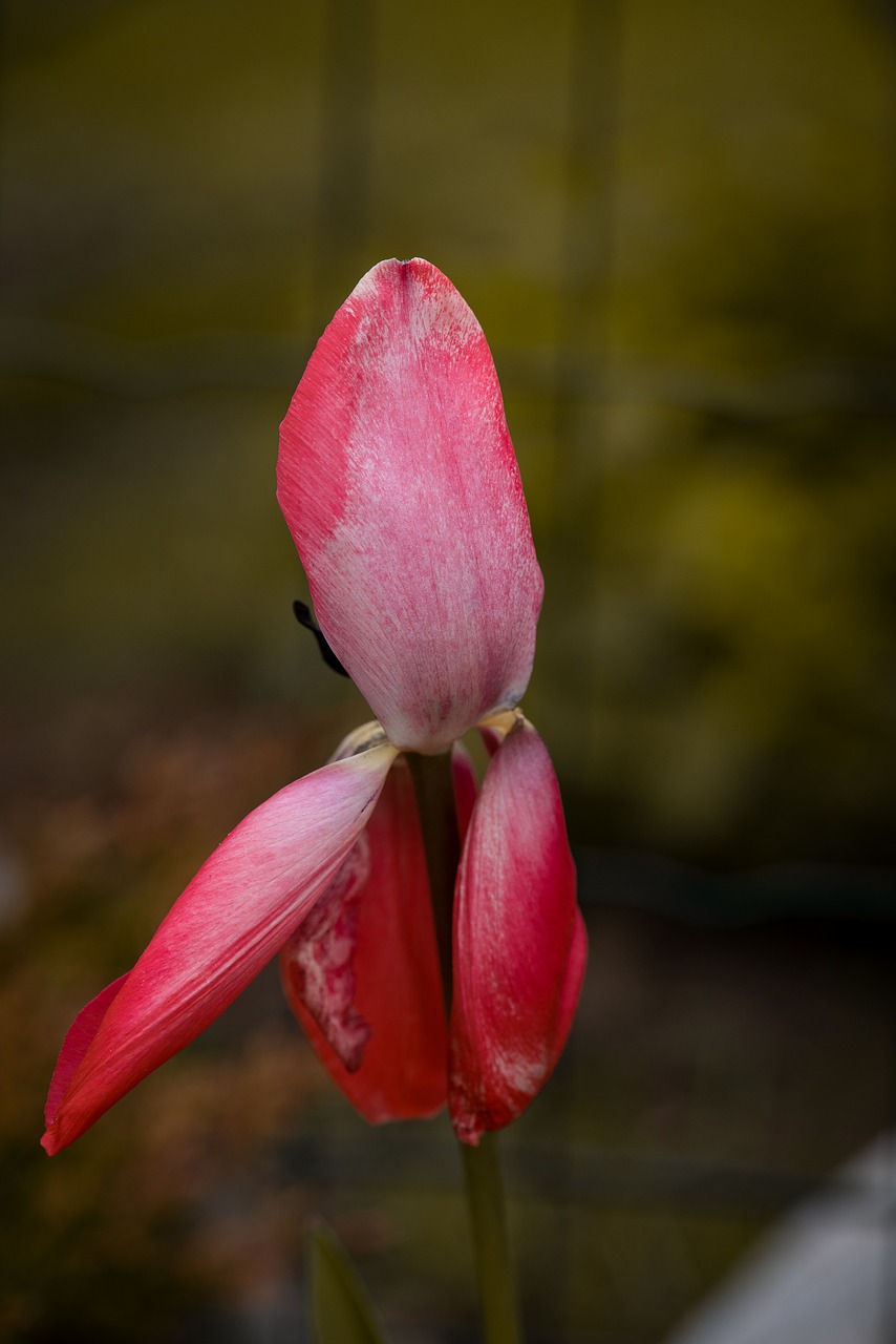 tulip  flower  blossom free photo