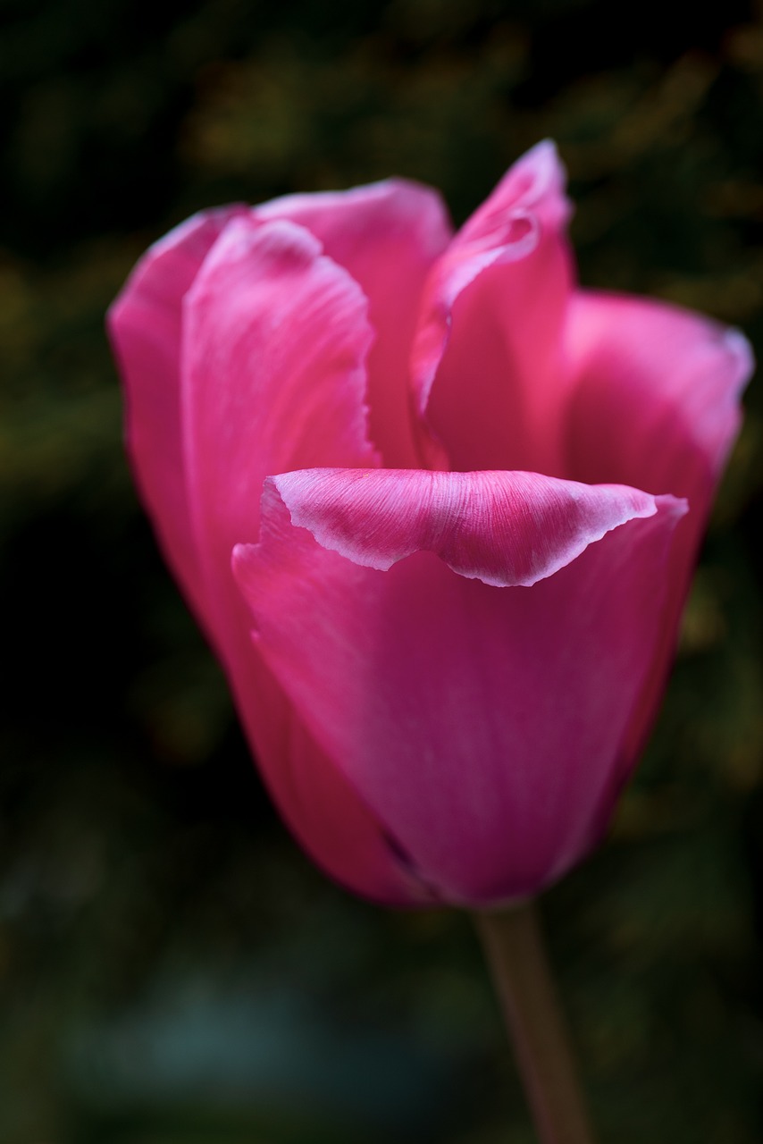 tulip  pink  flower free photo