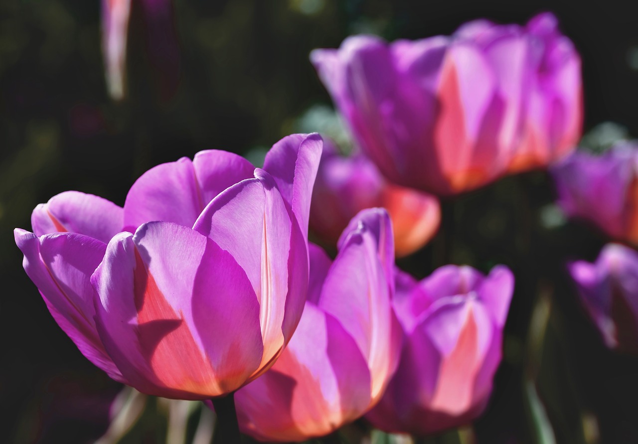 tulip  tulip field  blossom free photo