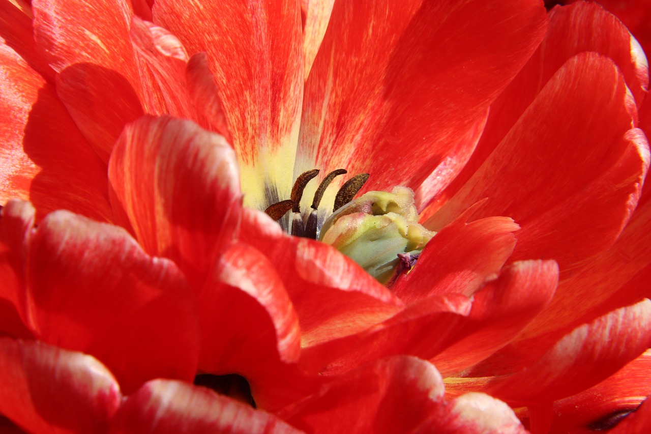 tulip  red  macro free photo