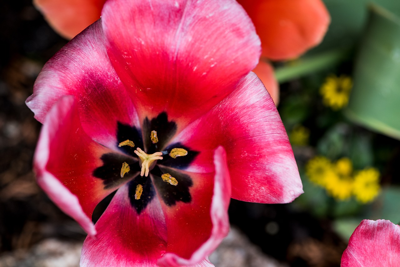 tulip  flower  blossom free photo